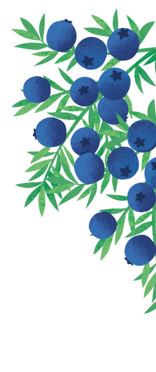 Belvoir Blueberry