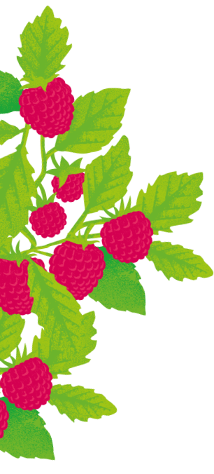 Belvoir Raspberry