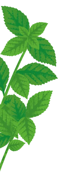 Belvoir Mint