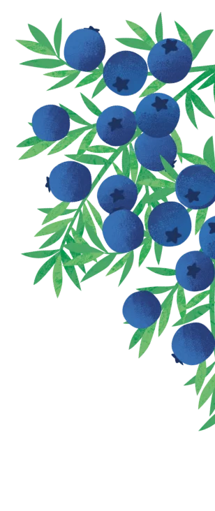Belvoir Blueberry