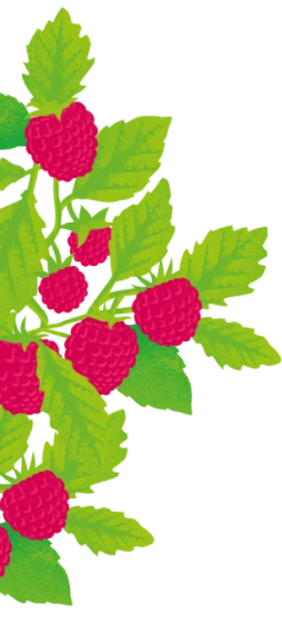Belvoir Raspberry