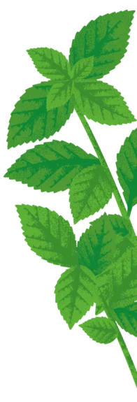 Belvoir Mint